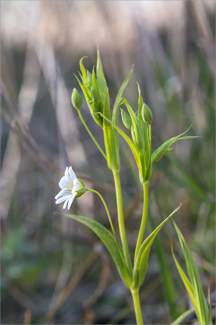 Image of Stellaria holostea specimen.