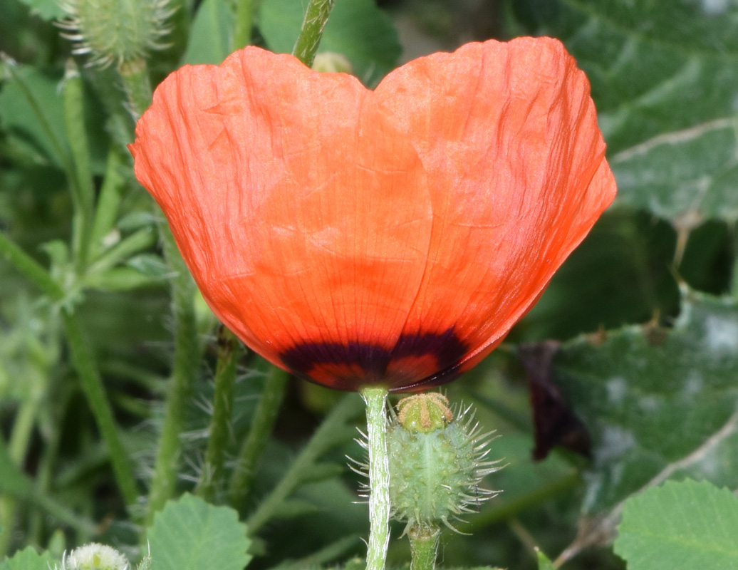 Изображение особи Papaver pavoninum.