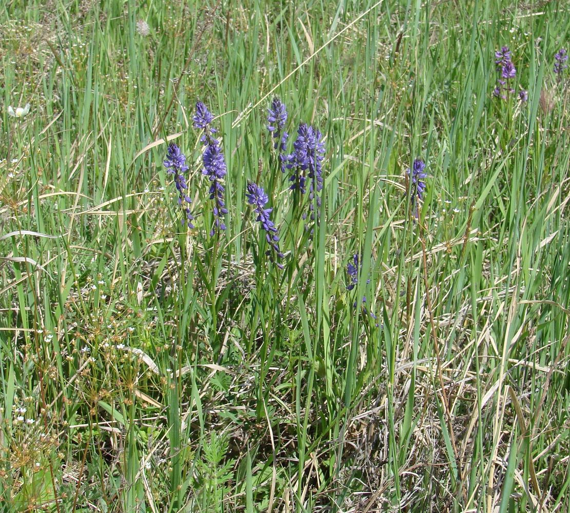 Изображение особи Polygala hybrida.