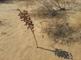 Eremurus anisopterus. Высохшее растение с раскрывшимися коробочками. Казахстан, Алматинская обл, Балхашский р-н, закреплённые пески. 6 октября 2018 г.