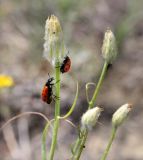 Scorzonera ensifolia. Часть побега с нераспустившимися соцветиями c кормящимися нарывниками. Волгоградская обл., Камышинский р-н, Лебяженское сельское поселение, окр. горы Уши, борт песчаного оврага. 31.05.2019.