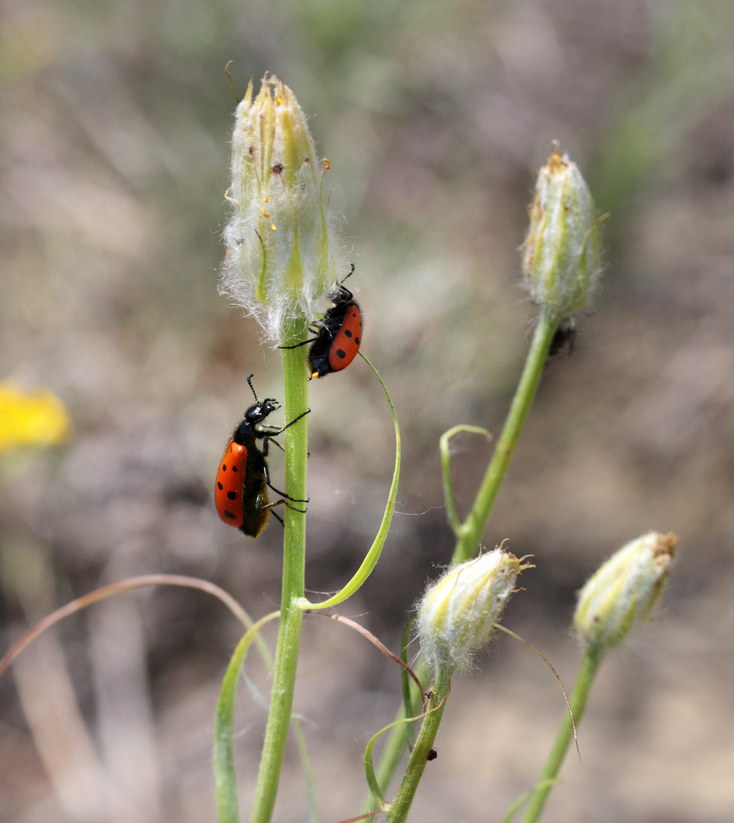 Image of Scorzonera ensifolia specimen.