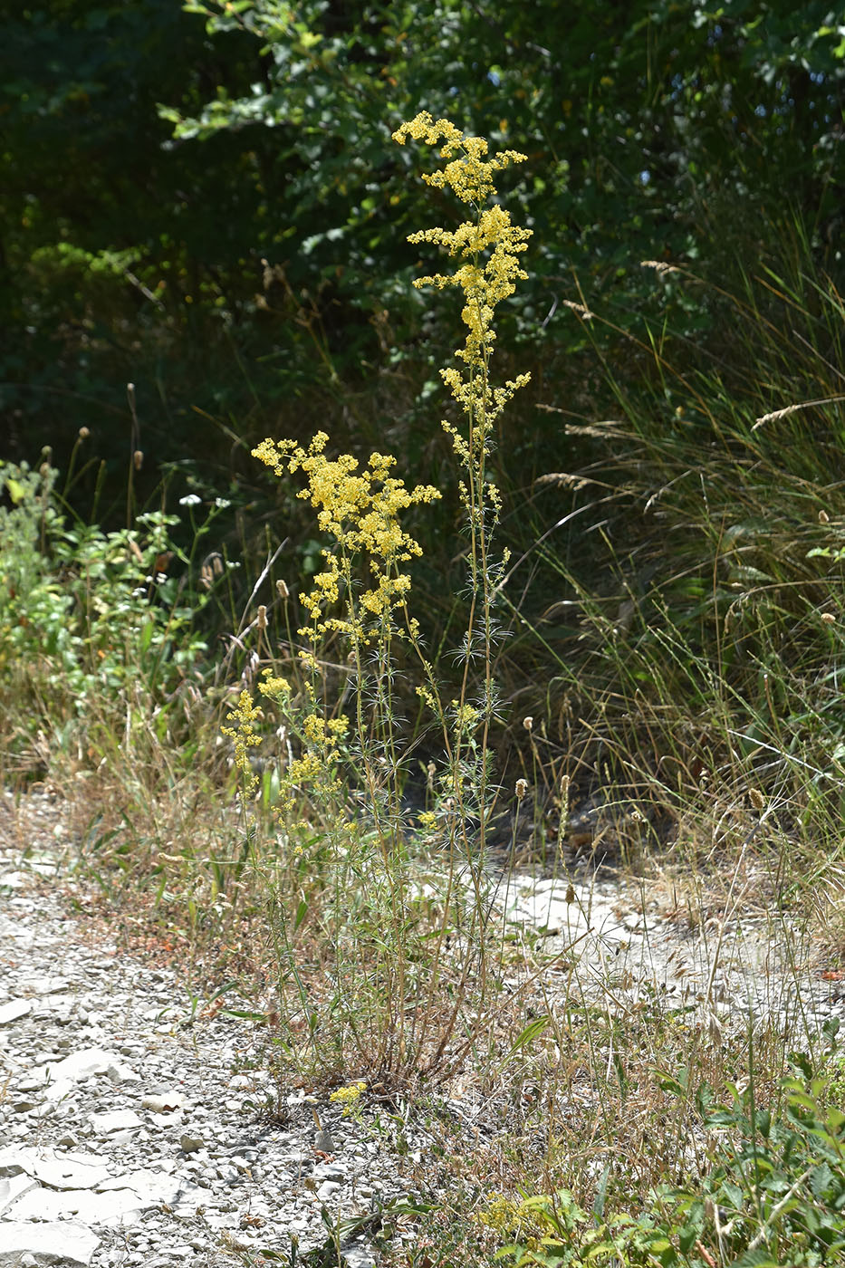 Image of Galium verum specimen.