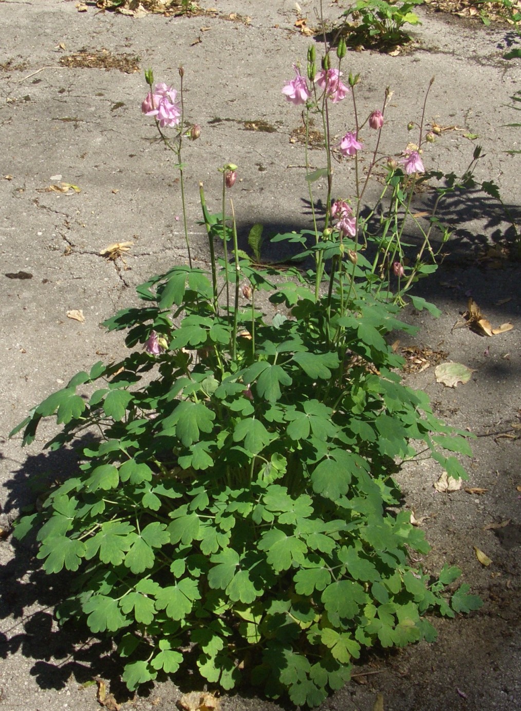 Изображение особи Aquilegia vulgaris.