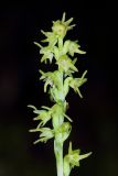Herminium monorchis. Часть соцветия. Тверская обл., Вышневолоцкий р-н, памятник природы ”Орхидная горка”, заболоченное понижение между холмами. 04 июля 2020 г.