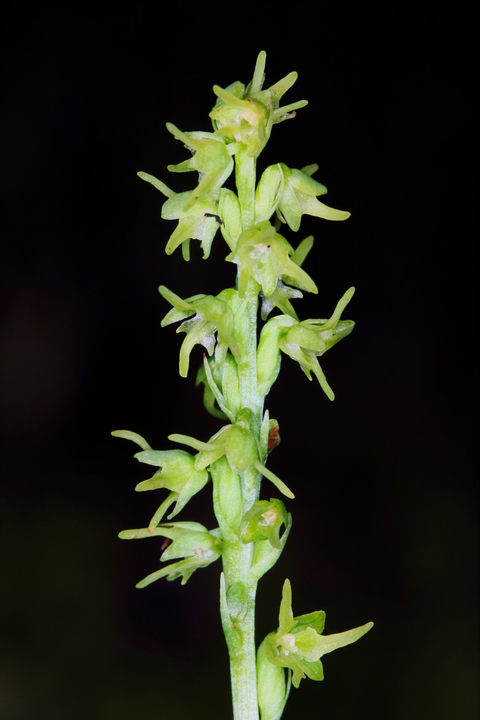 Image of Herminium monorchis specimen.