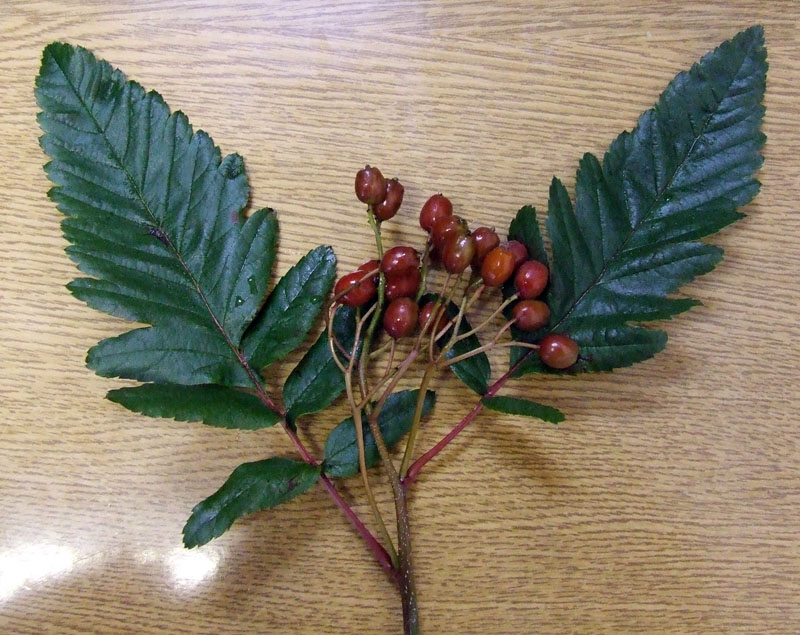 Image of Sorbus &times; thuringiaca specimen.