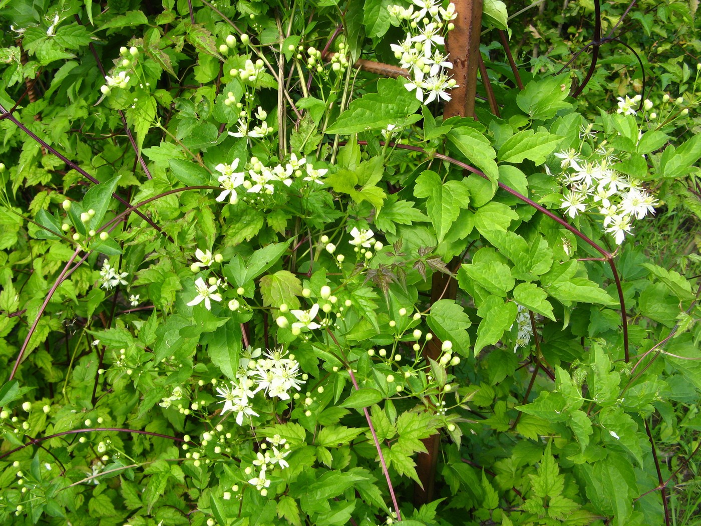 Image of Clematis virginiana specimen.