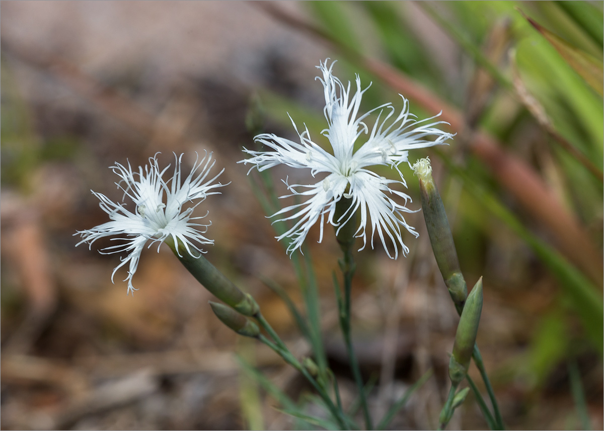 Image of Dianthus borussicus specimen.