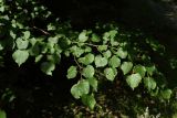 Tilia cordata