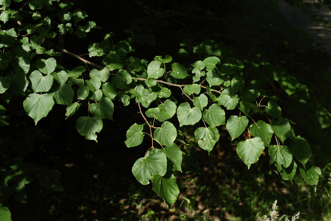 Изображение особи Tilia cordata.