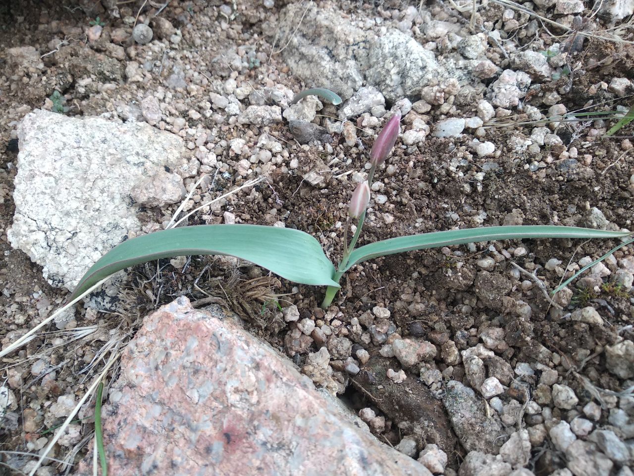 Image of Tulipa turkestanica specimen.