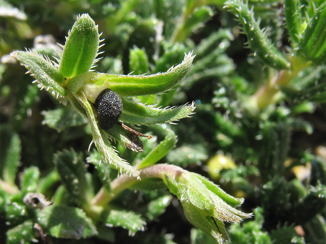 Изображение особи Lithodora hispidula.