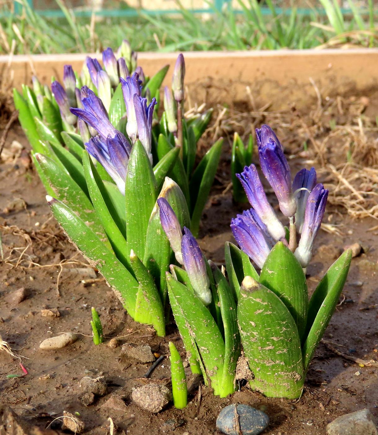 Image of Hyacinthus orientalis specimen.