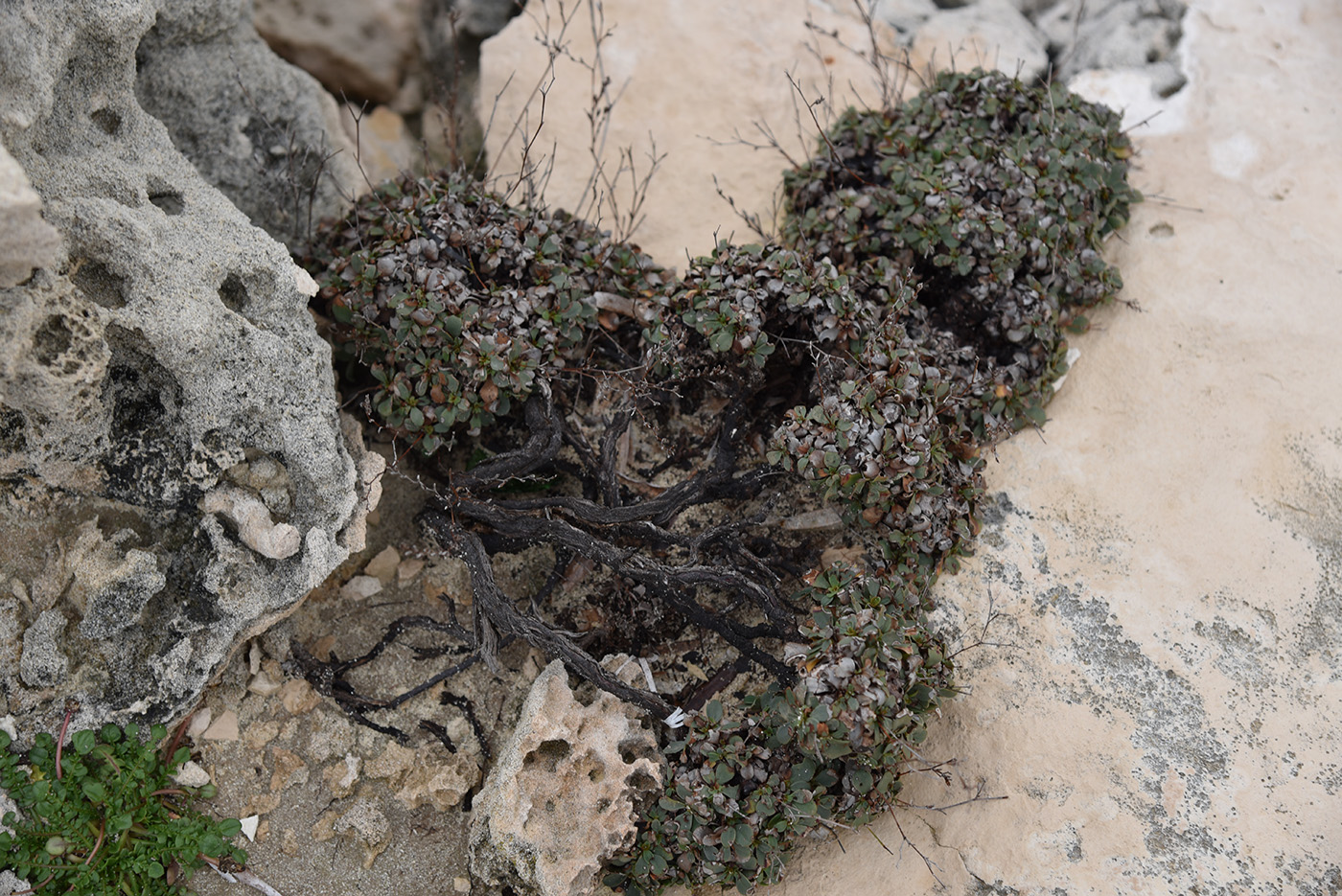 Изображение особи Limonium cyprium.