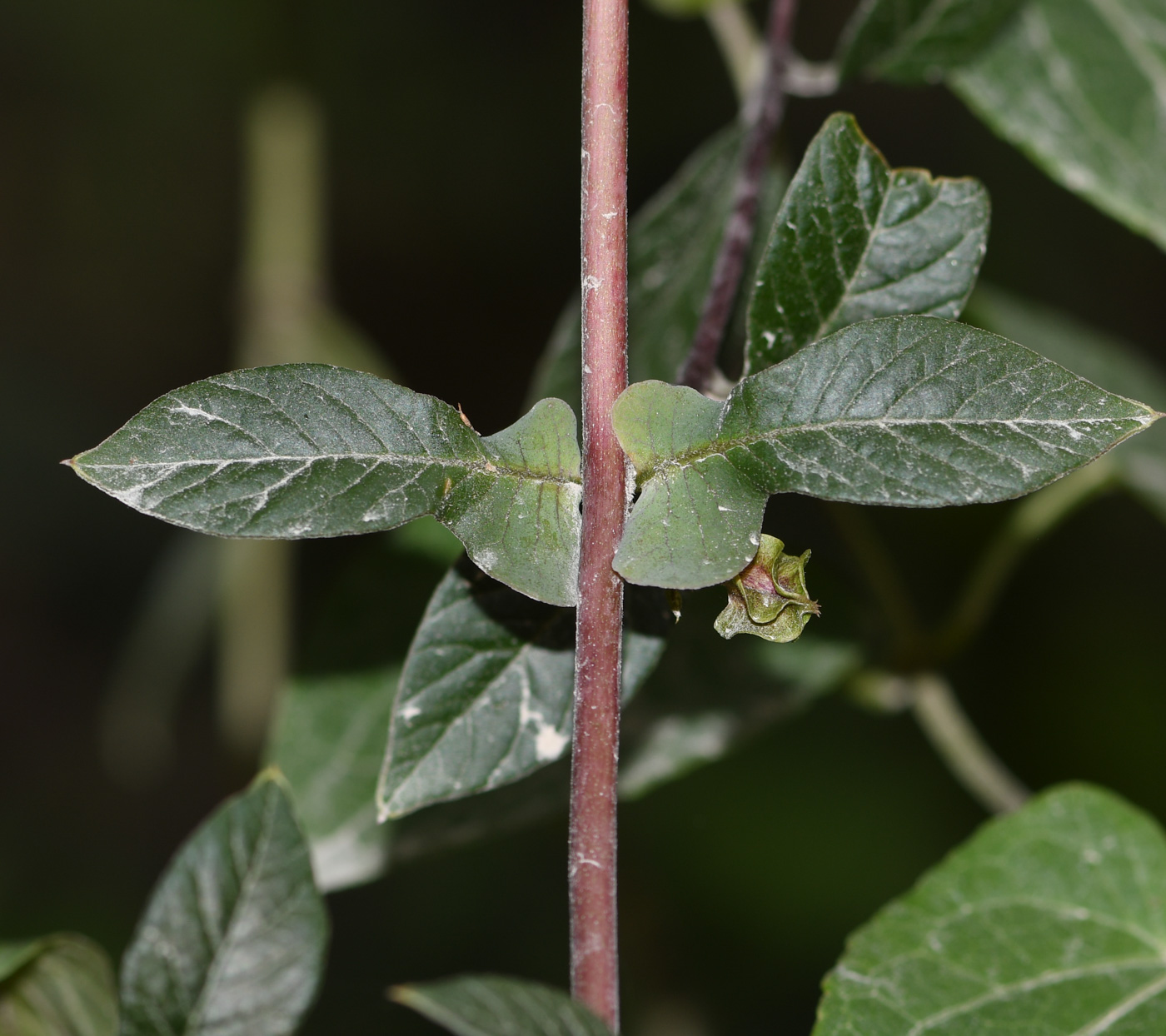 Image of Cobaea scandens specimen.