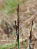 Carex elata