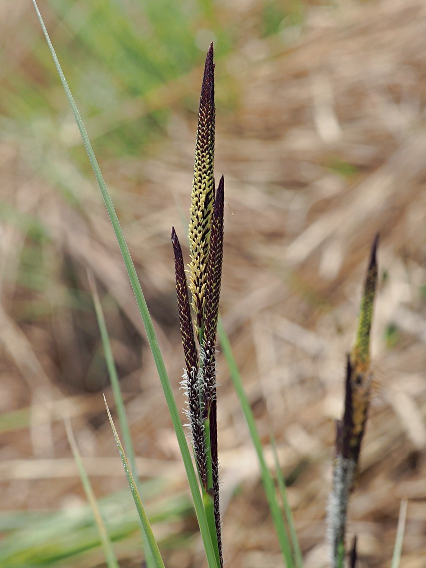 Изображение особи Carex elata.