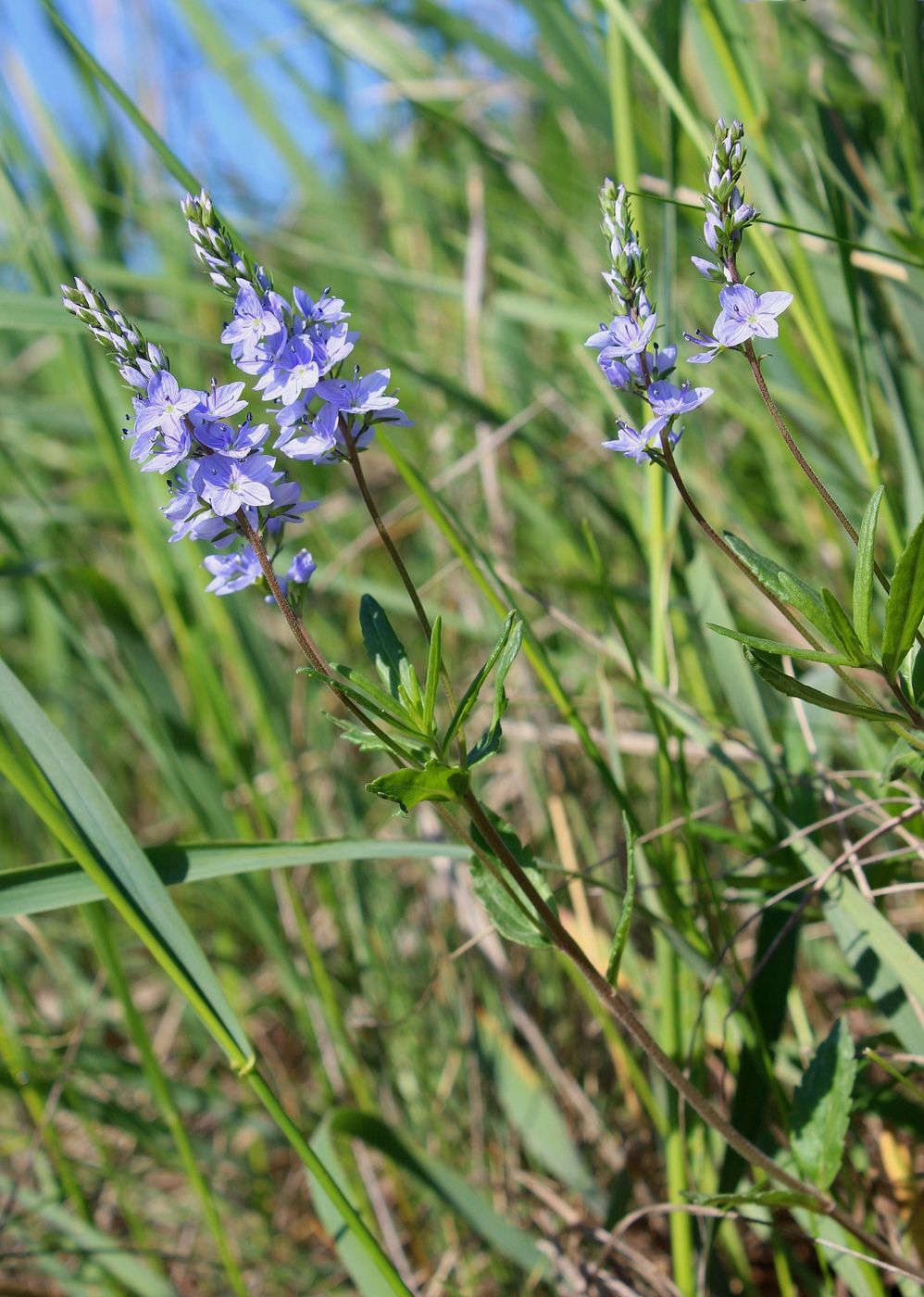 Image of Veronica prostrata specimen.