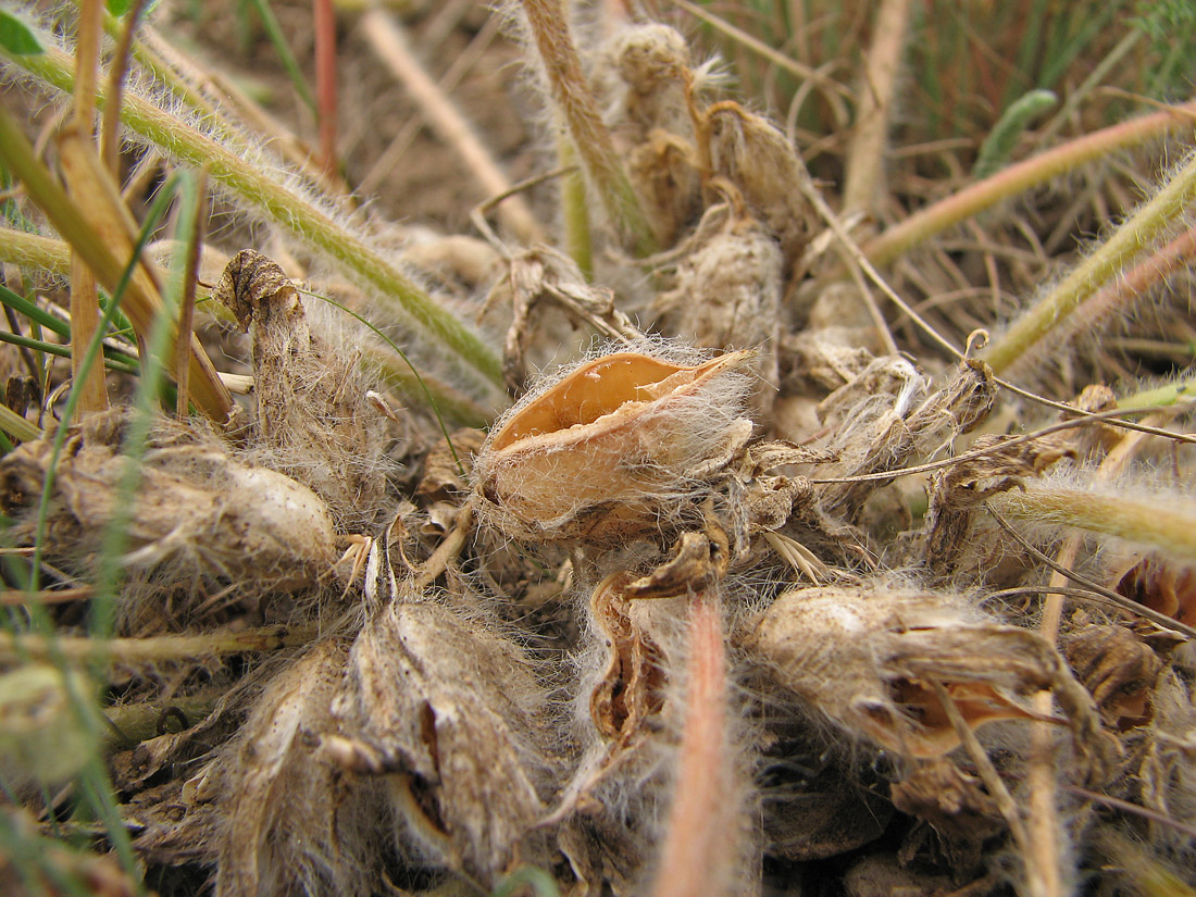 Image of Astragalus pubiflorus specimen.