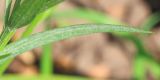 Centaurea cyanus. Лист. Ростовская обл., г. Таганрог, сорное в цветнике. 23.05.2021.