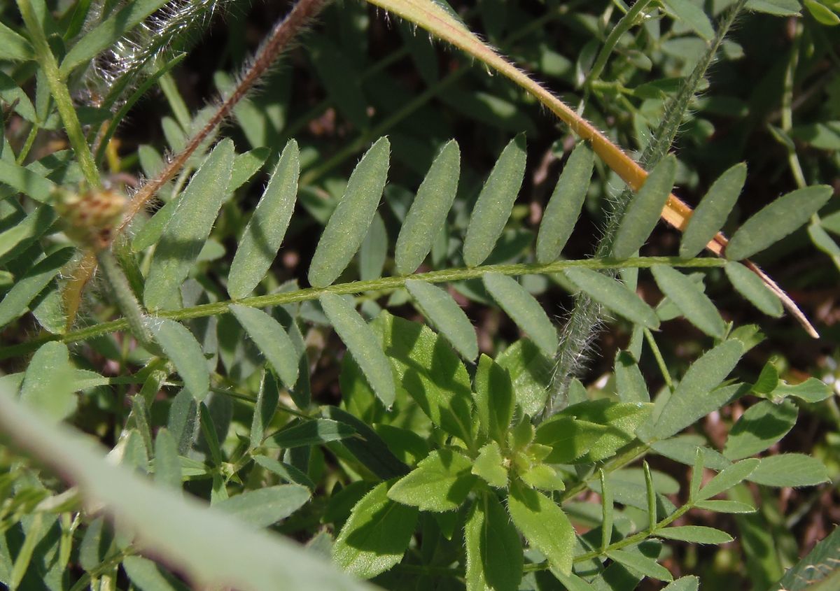 Image of Astragalus vesicarius var. albidus specimen.