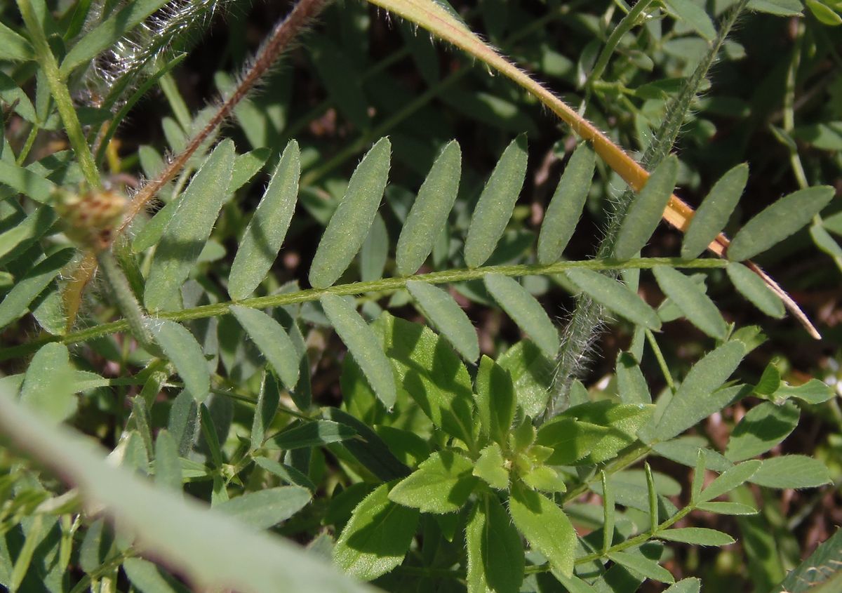 Изображение особи Astragalus vesicarius var. albidus.