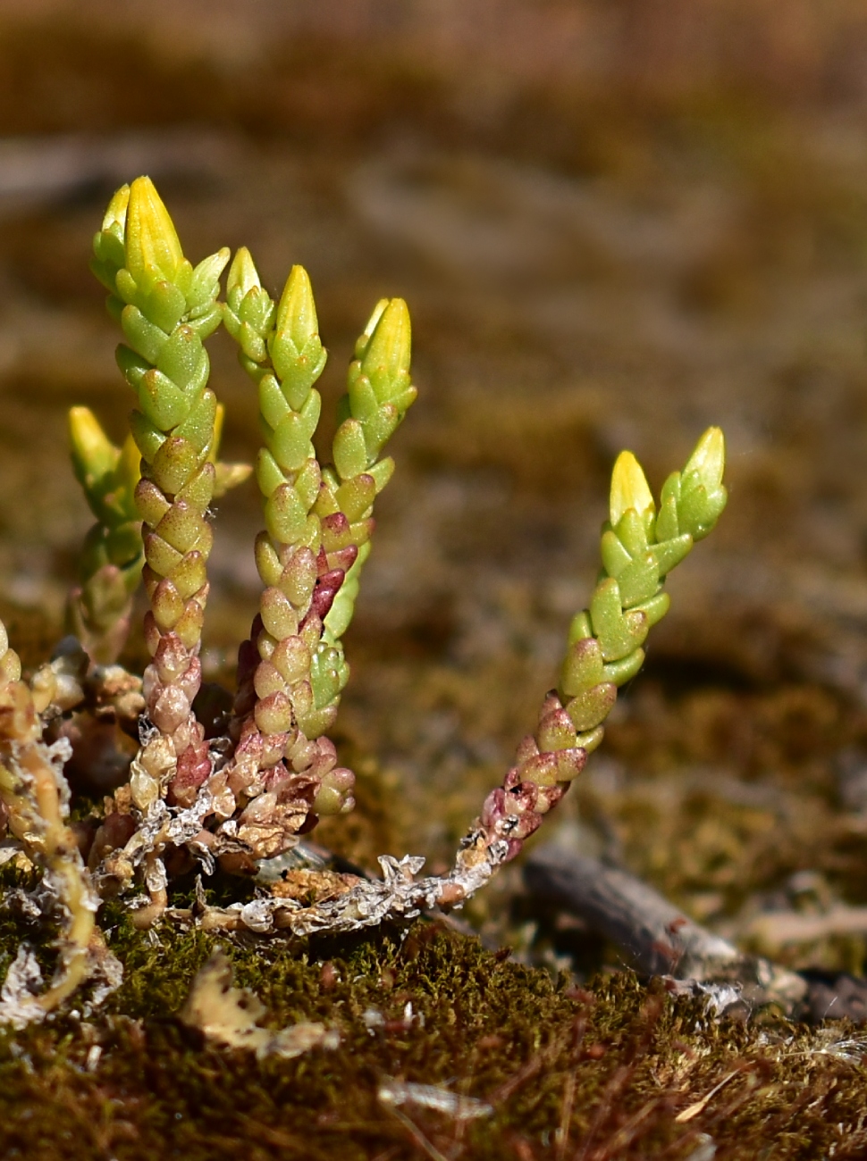 Image of Sedum acre specimen.