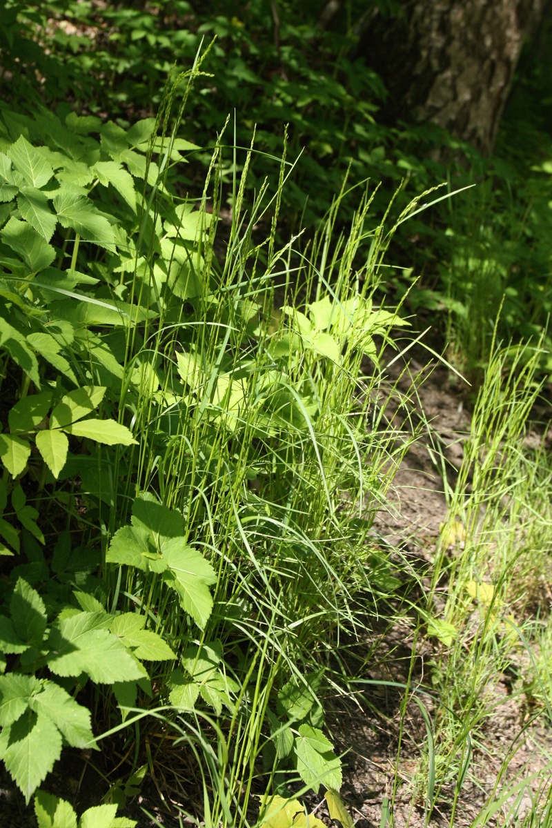 Image of Poa palustris specimen.