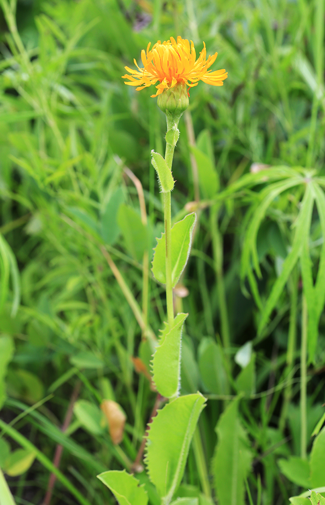 Изображение особи Trommsdorffia ciliata.