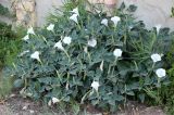 Datura innoxia. Цветущее растение. Казахстан, г. Актау, в городском озеленении. 21 июня 2021 г.