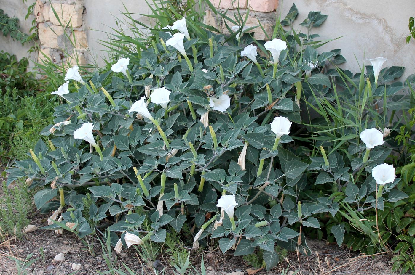 Изображение особи Datura innoxia.