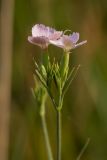 род Dianthus