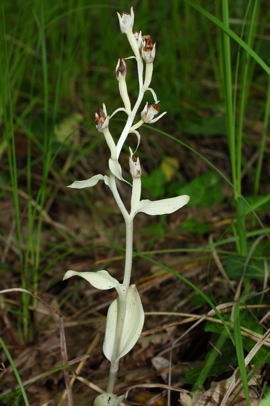 Изображение особи Cephalanthera damasonium.