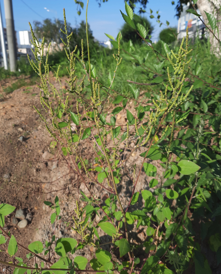 Изображение особи Chenopodium acuminatum.