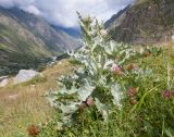 Cirsium balkharicum