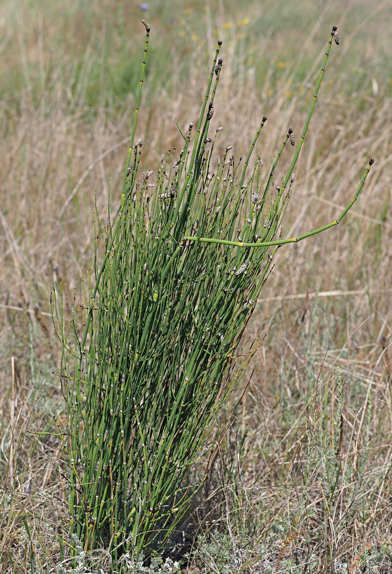 Изображение особи Equisetum ramosissimum.