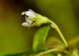 Amethystea caerulea. Верхушка побега с цветком. Приморский край, Уссурийский гор. округ, окр. с. Монакино, широколиственный лес. 10.09.2021.