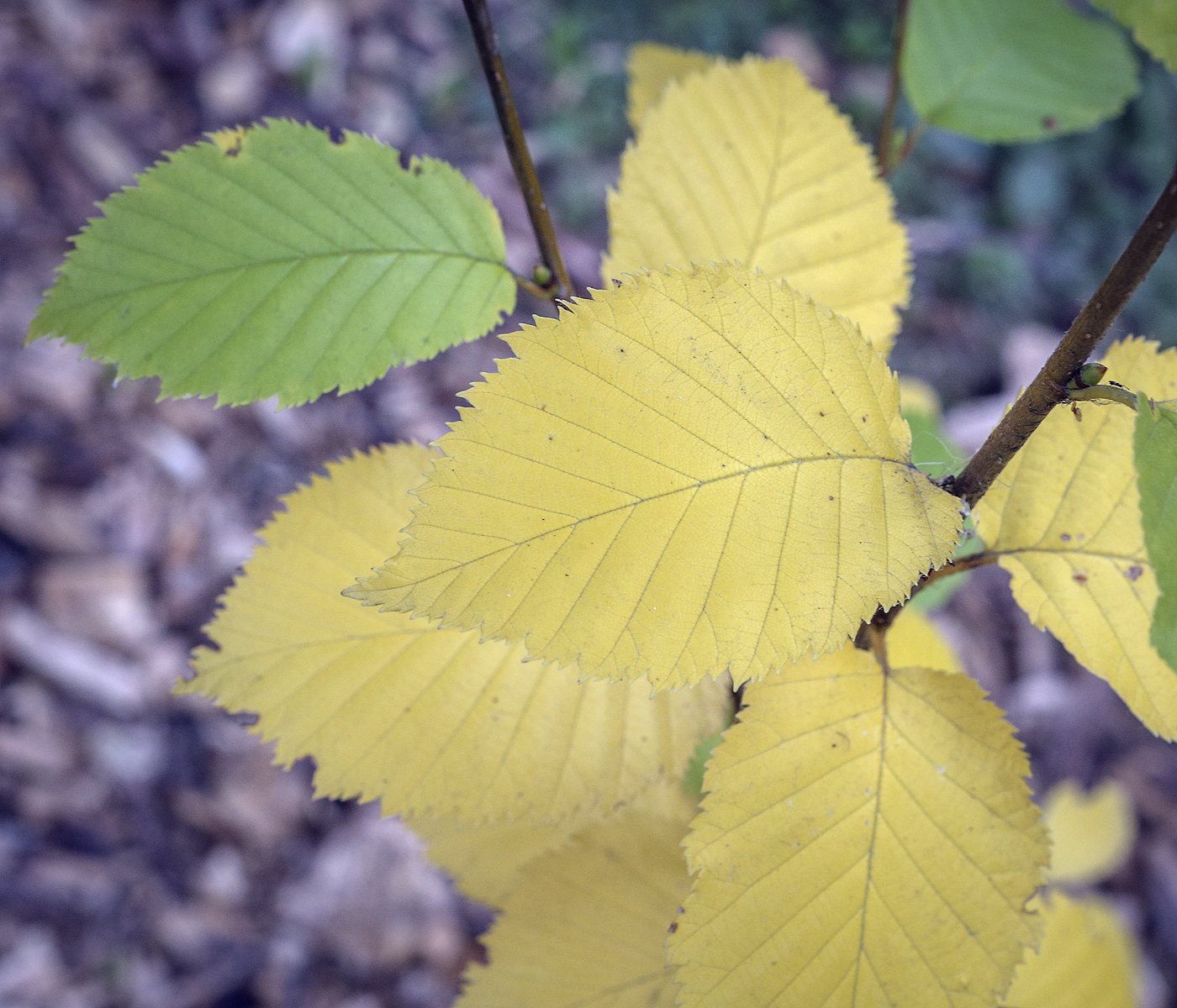 Изображение особи Betula megrelica.