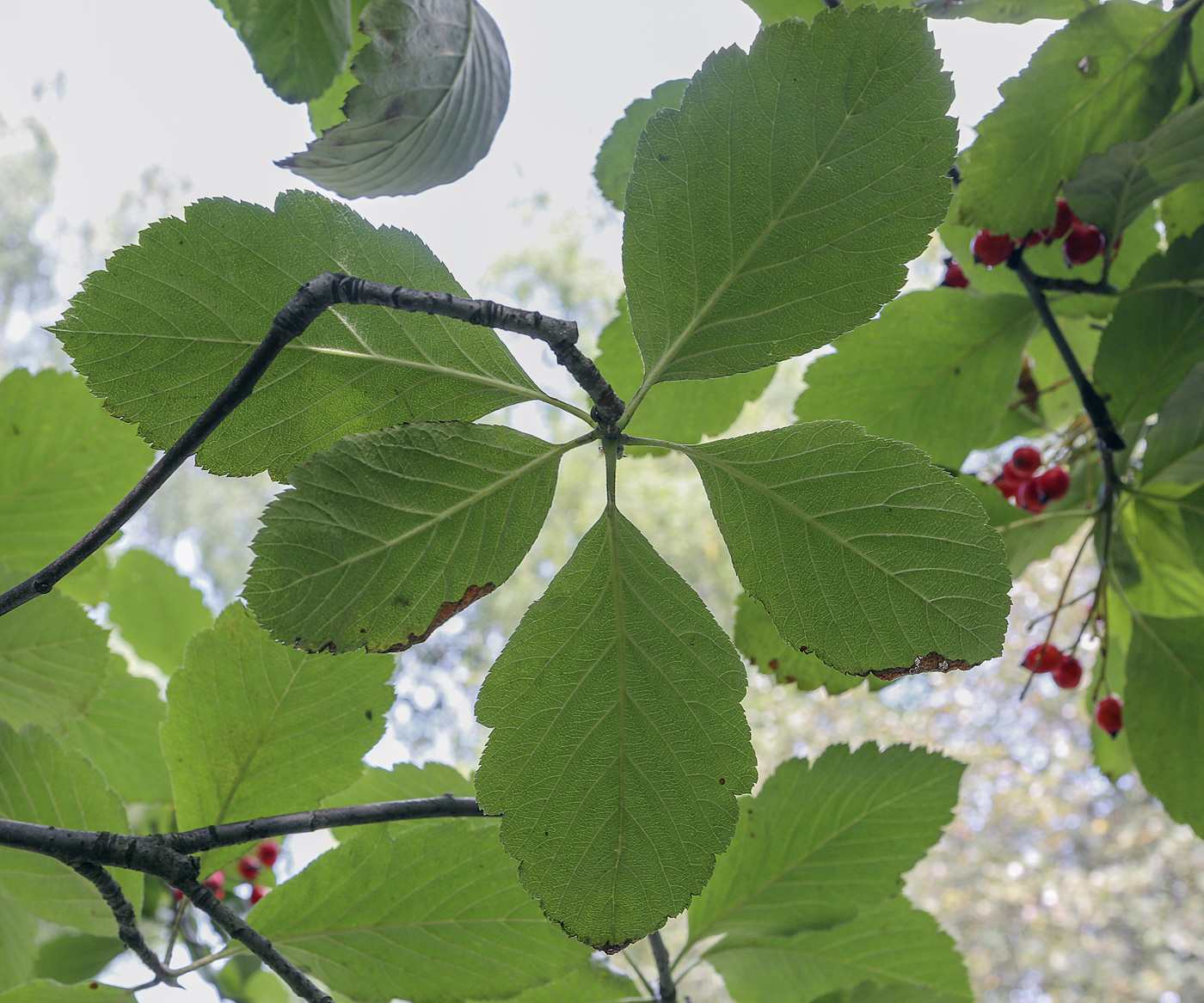 Изображение особи Sorbus colchica.