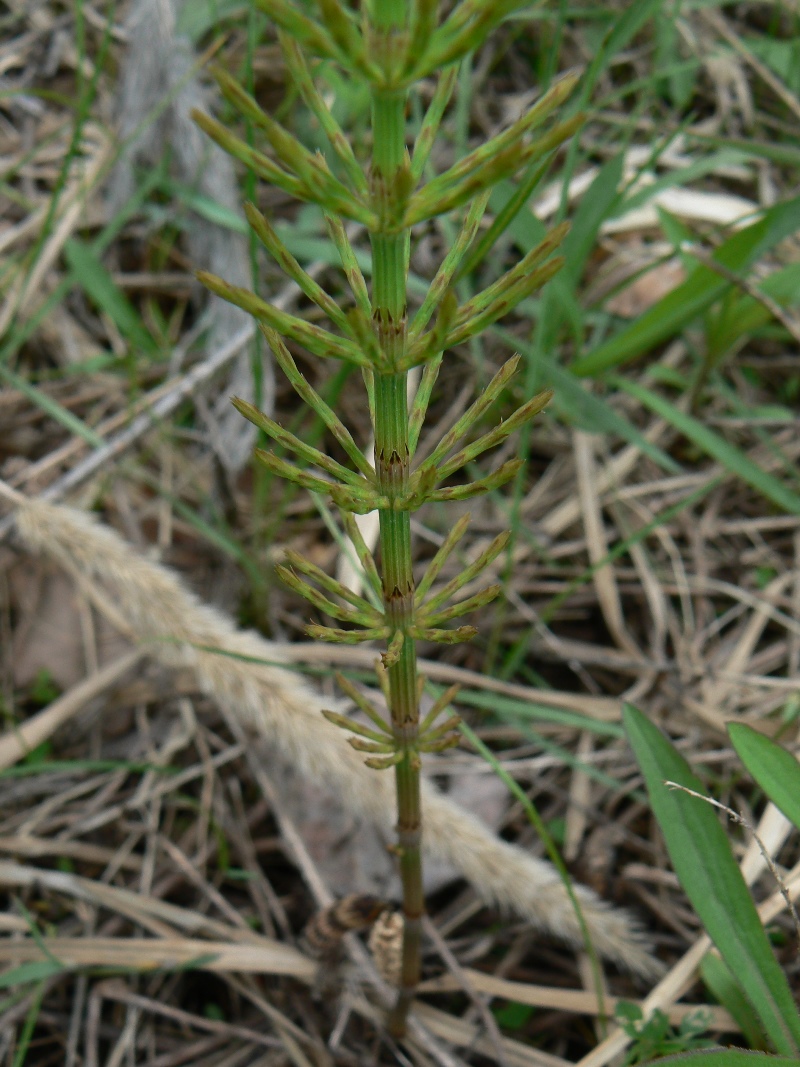 Изображение особи Equisetum arvense.