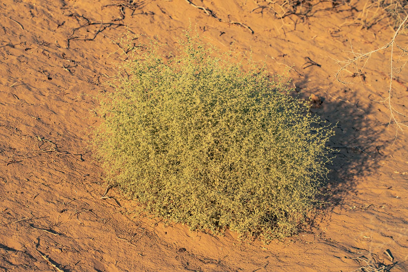 Изображение особи род Agriophyllum.