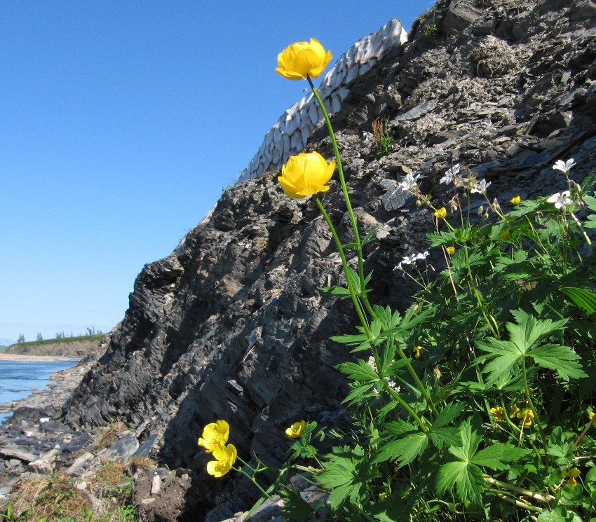 Изображение особи Trollius europaeus.