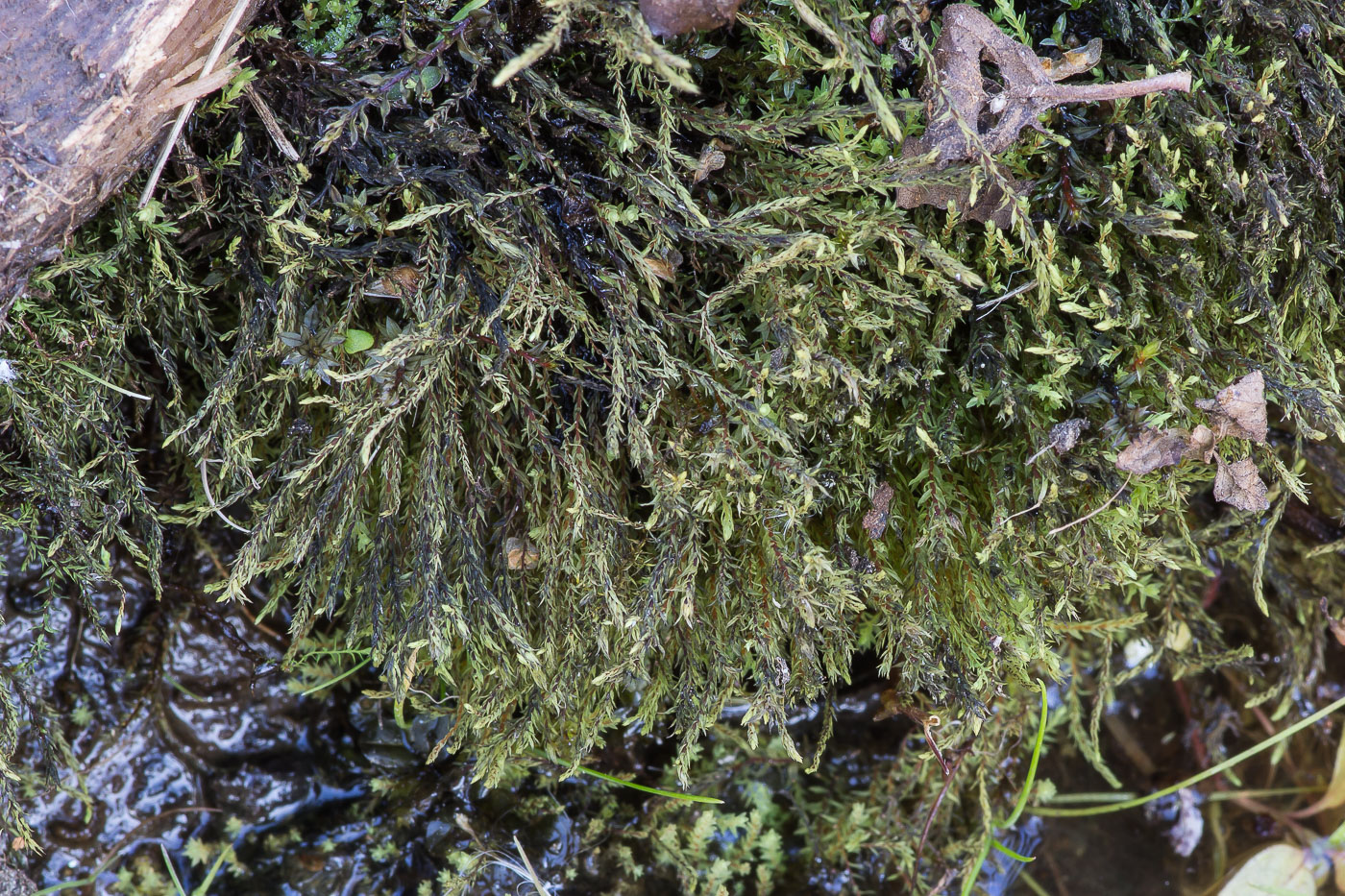 Image of genus Pohlia specimen.