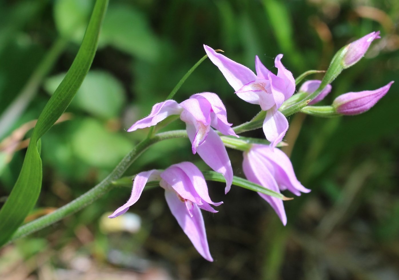 Image of Cephalanthera rubra specimen.