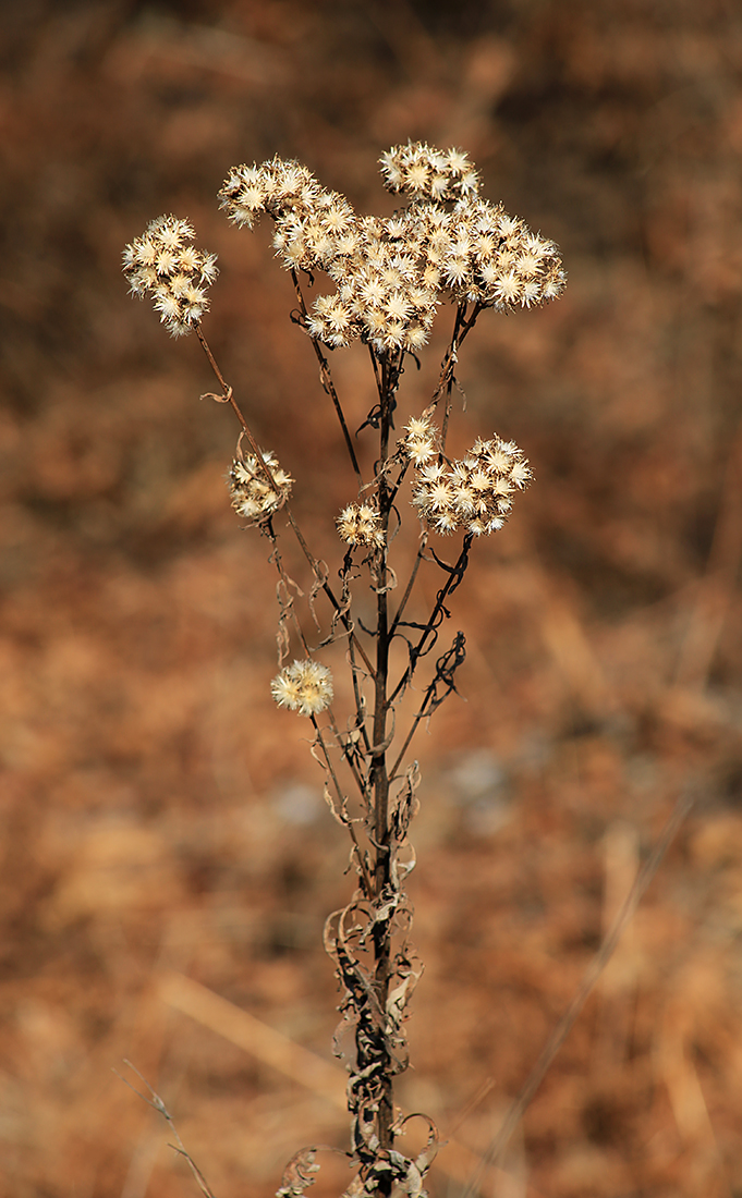 Image of Saussurea neopulchella specimen.