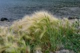 Hordeum jubatum