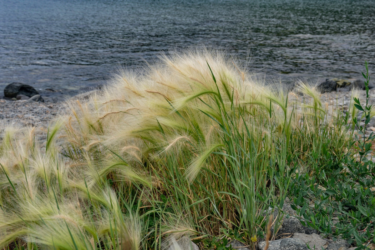 Image of Hordeum jubatum specimen.