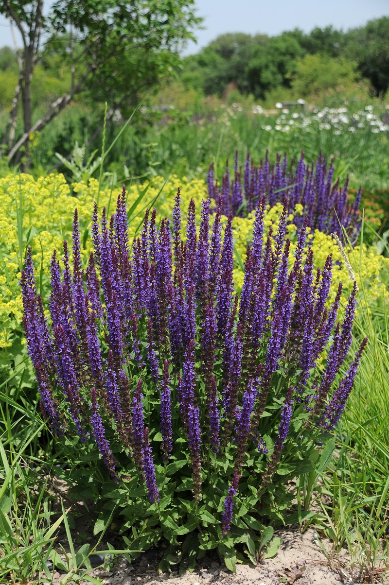 Image of Salvia nemorosa specimen.