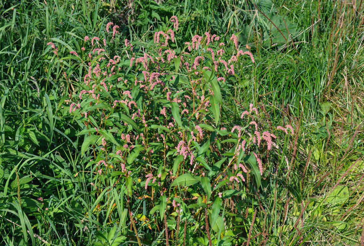 Image of Persicaria lapathifolia specimen.